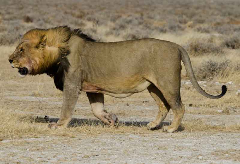 14 - Namibia - leones comiendo - parque nacional de Etosha